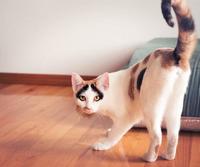 【猫の心】猫的尾巴爱说话