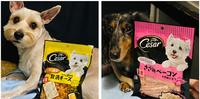 西莎Cesar■狗零食点心 x 来自日本直送、原装进口的原汁原味!