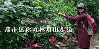梦幻森林X寂静步道─ 都市迷你森林环山步道|中和圆山、十四张山