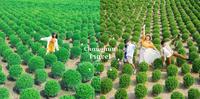 睽违2年！彰化田尾波波草重新开园，疗癒抹茶丸子预约开放时间、门票资讯一次告诉你