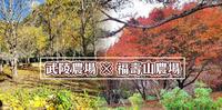 秋冬限定款|武陵农场赏银杏|福寿山农场追枫