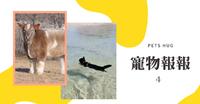 【宠物报报】喜欢游泳的猫／毛虫变蝴蝶／蓬松牛牛｜诗编