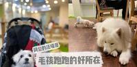 【食】台北┃能让狗狗自由奔跑的好所在┃宠物餐厅┃阿公的汪喵厝