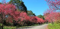 乘坐在樱花树下野餐, 吹着微风 望向宽阔延伸的草地与山景 不仅仅是一间校园～～更是一个让人可以好好放松的美丽景点