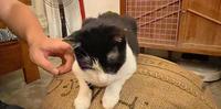【嘉义】IN COFFEE 猫猫集散地~~许多猫咪陪你喝咖啡超级可爱��