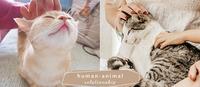 【猫咪冷知识】爱我好吗？５种猫缘好的人都有的「吸猫体质」大公开！