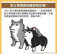 不光是月月和二哈！哈士奇之谜大公开