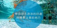 狗狗游泳好处与需要注意的地方