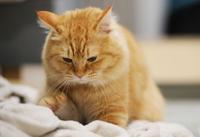 【猫の心】猫踏踏就是说我爱你？