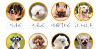 宠物保健│好发白内障的犬种