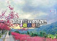 ［嘉义景点］抓住樱花季的尾巴