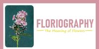 【每日花语】天蓝绣球(Phlox):团结-《Floriography》