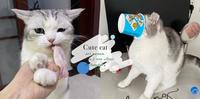 都是食物先动手的！抢食猫「凭本事偷吃」萌翻全网：朕就是不松口