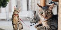 为什麽我家猫咪乱尿尿？家长必懂的猫咪卫生习惯