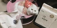 **超时尚又好用的猫砂** 速凝阿姨?