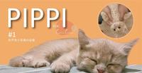 PIPPI 皮皮 | 奶茶小恶魔 #1 初相遇