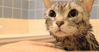 【关怀】猫宝洗澡注意事项,你知道几多?