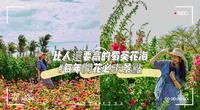 ［台南景点］比人还要高的蜀葵花海｜百日草｜装置艺术｜每年开花必来景点