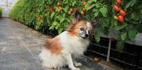 带毛孩来去采温室小番茄