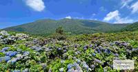 阳明山景点| 2022 高家绣球花田水车寮第一园区 阳明山赏绣球花
