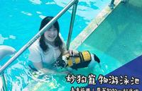 宠爱毛孩。Gooddog妙狗宠物游泳池 夏天带着狗狗一起去乌来度假