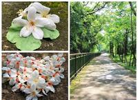 台中景点-外埔水流东桐花步道、永丰六分桐花步道赏五月雪，高铁景观台感受高铁呼啸而过