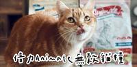 【倍力Anamata无谷猫粮】吃出竞争力｜MIT的安心保证 新鲜生产的低敏饲料