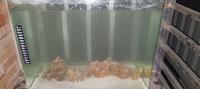 什麽鱼耐热又耐寒呢？