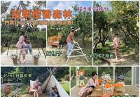苗栗头屋|来美丽梦幻的橙香森林采橘子吧!约会和亲子都适合的景点!内附开采橘子日期以及行前注意事项。