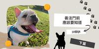 法斗饲养心得｜养法斗前应该要知道的10个QA（下篇）