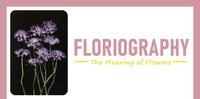 【每日花语】蓝盆花(Scabiosa)：温暖-《Floriography》