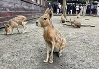 宜兰 水豚君农场体验