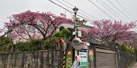 【1-2月季节限定】2022北部赏樱热门景点之一~阳明山平菁街樱花巷_台北市士林区