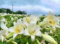 【4-5月季节限定】4000株花海秘境~白千层铁炮百合花园_桃园市观音区