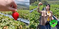 【苗栗景点】一年一度的草莓季来罗!GO~快跟我一起采草莓去