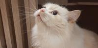 【台北猫旅馆推荐】来去宅猫旅馆 Cat Village 体验五星级猫旅渡假！
