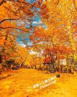 首尔好好玩-三清公园