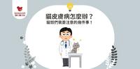 猫皮肤病怎麽办？猫奴们需要注意的几件事！