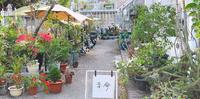 【嘉义】废温室Greenhouse café