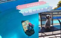 【新店】狗狗夏日必去消暑胜地-Gooddog 妙狗宠物游泳池