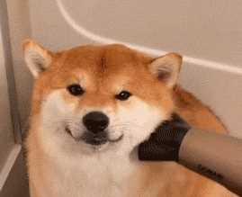 如何才能在家自己搞头发？实用技能大放送，洗剪吹烫染，包教包会