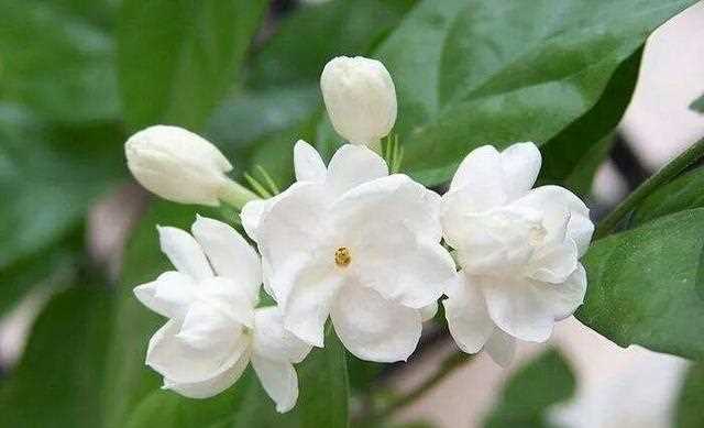 茉莉精油这样用，效果好