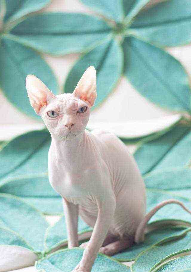 有了李小璐的前车之鉴，有一句话需要啃“娃”族明星了解一下