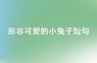 形容可爱的小兔子短句(精选73句) 形容可爱的小兔子短句(精选73句)