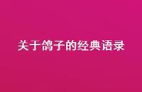 关于鸽子的经典语录(精选48句)