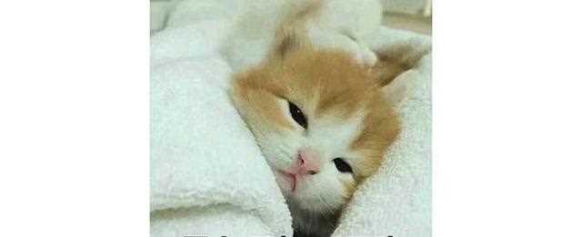 超详细的化妆新手入门贴——技巧好物分享