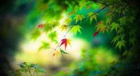 始于《初秋》，终于《晚秋》！且听毛宁唱秋天