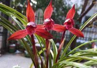 云南“草王”醉红素，花色醉人，兰香扑鼻，物美价廉，养兰首选