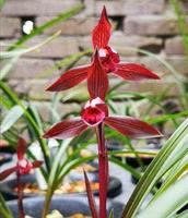 云南“草王”醉红素，花色醉人，兰香扑鼻，物美价廉，养兰首选