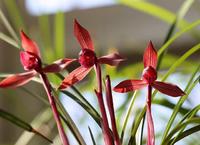 它被誉为是云南“草王”，红杆红花，香味浓郁，是无法超越的经典